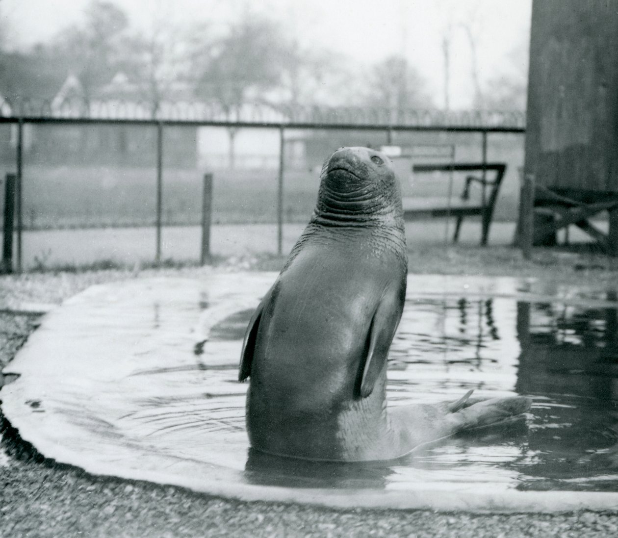 Un Elefante Marino Meridionale allo Zoo di Londra, gennaio 1912 da Frederick William Bond