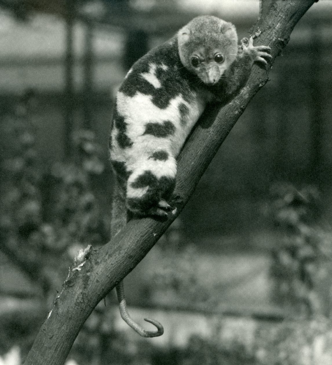 Un Cuscus maculato che guarda giù da un ramo allo Zoo di Londra, settembre 1914 da Frederick William Bond