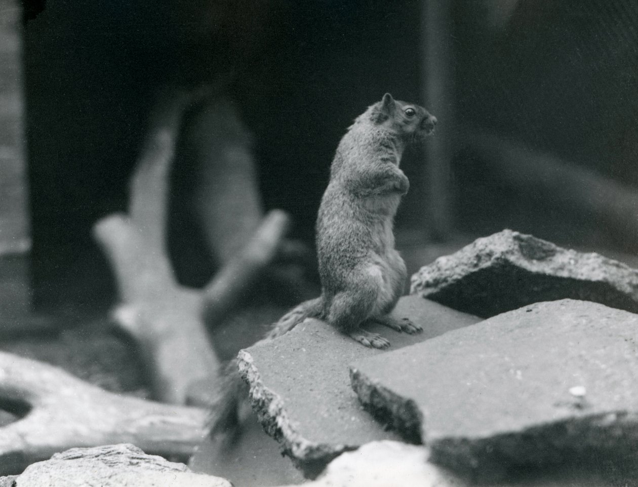 Uno scoiattolo volpino o scoiattolo rosso appollaiato su rocce allo zoo di Londra. Agosto 1916 da Frederick William Bond