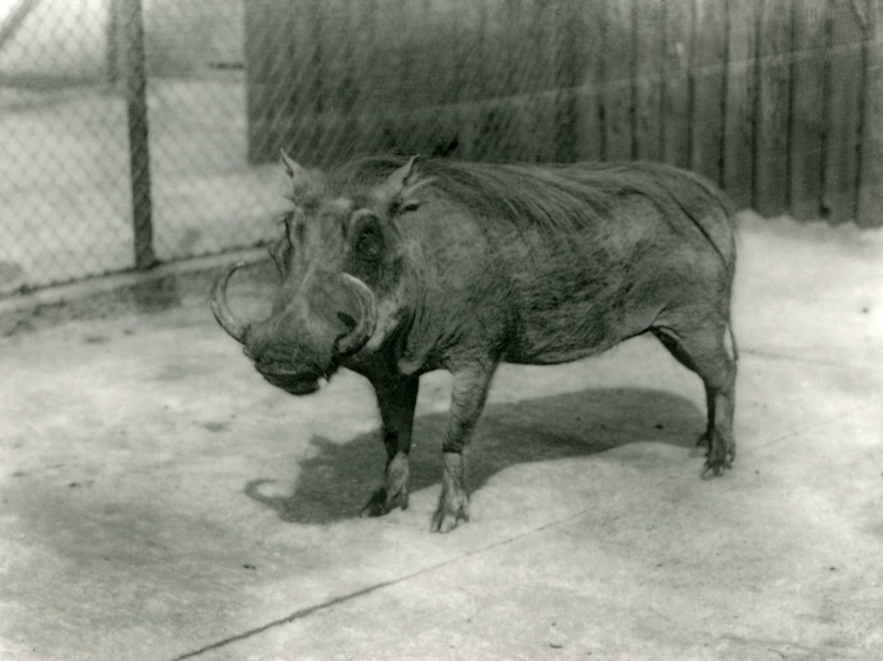 Un facocero, zoo di Londra, 1923 da Frederick William Bond