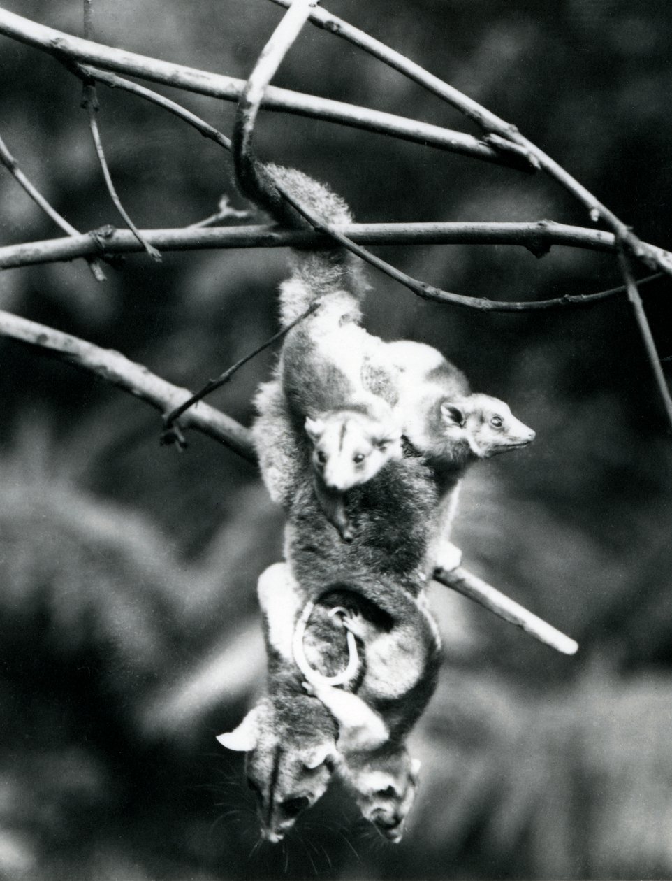 Un opossum lanoso, con i suoi tre piccoli aggrappati a lei, appeso a un ramo usando la sua coda prensile, Zoo di Londra, settembre 1913 da Frederick William Bond
