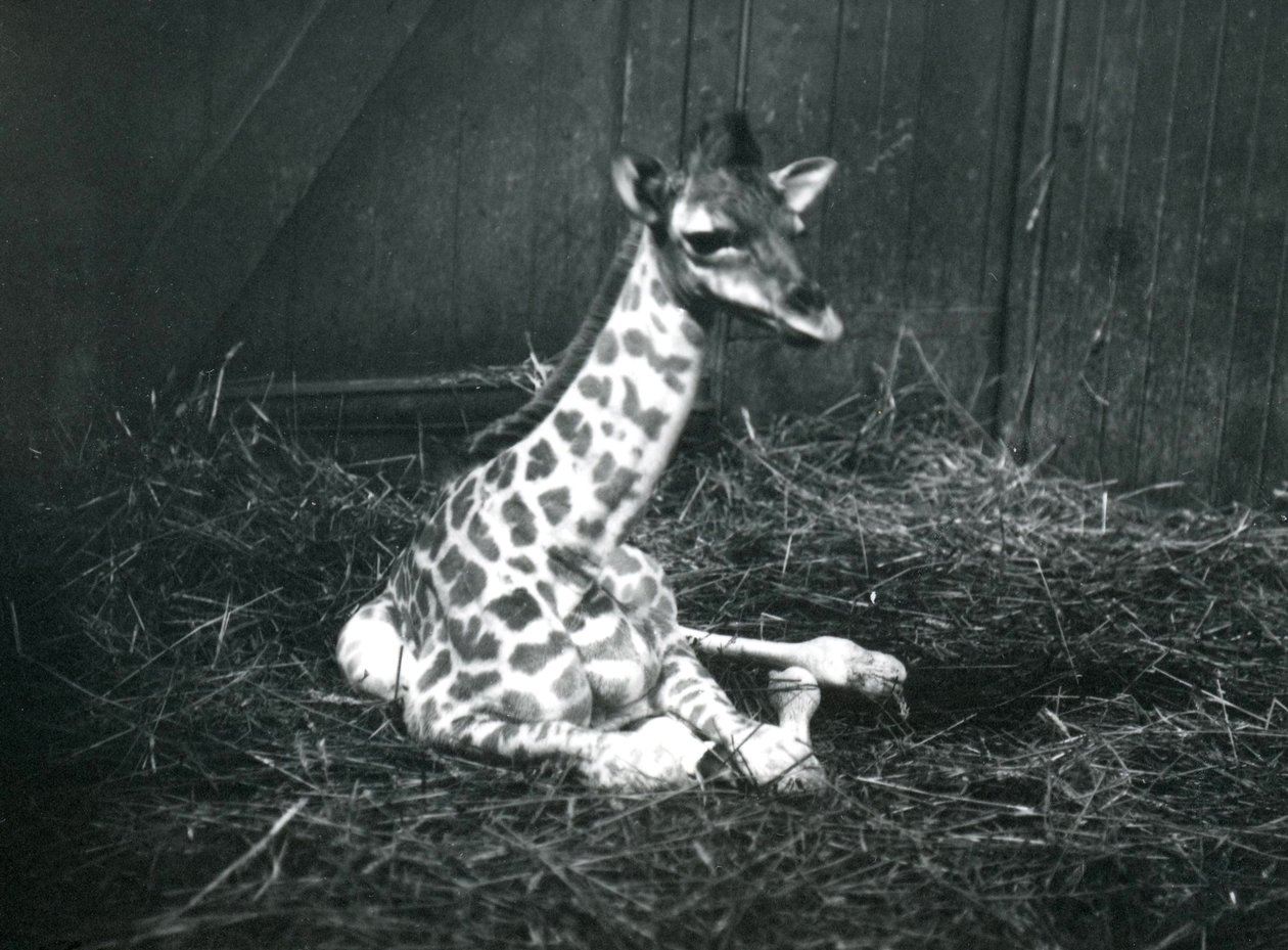 Una giraffa neonata, circa 7 ore, seduta tra il fieno allo zoo di Londra, marzo 1913 da Frederick William Bond