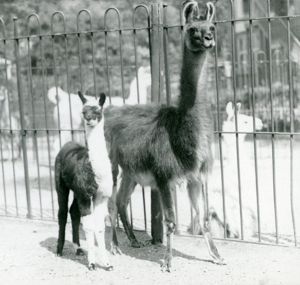 Un lama cucciolo o cria con la madre allo Zoo di Londra, agosto 1923 da Frederick William Bond
