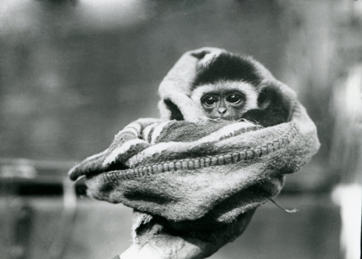 Un cucciolo di gibbone avvolto in una coperta e tenuto in una mano allo Zoo di Londra, giugno 1922 da Frederick William Bond