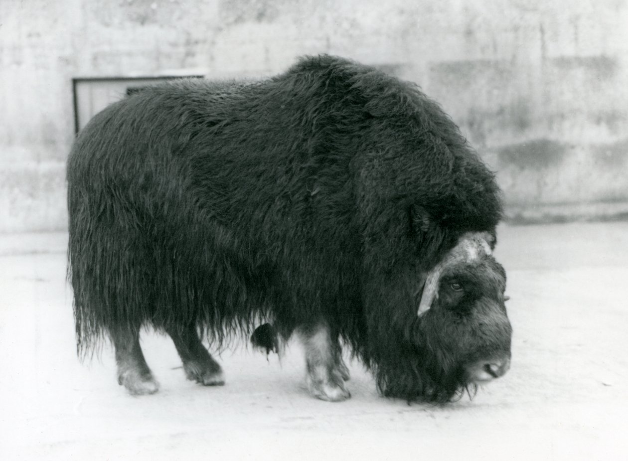 Una femmina di bue muschiato allo zoo di Londra, aprile 1923 da Frederick William Bond