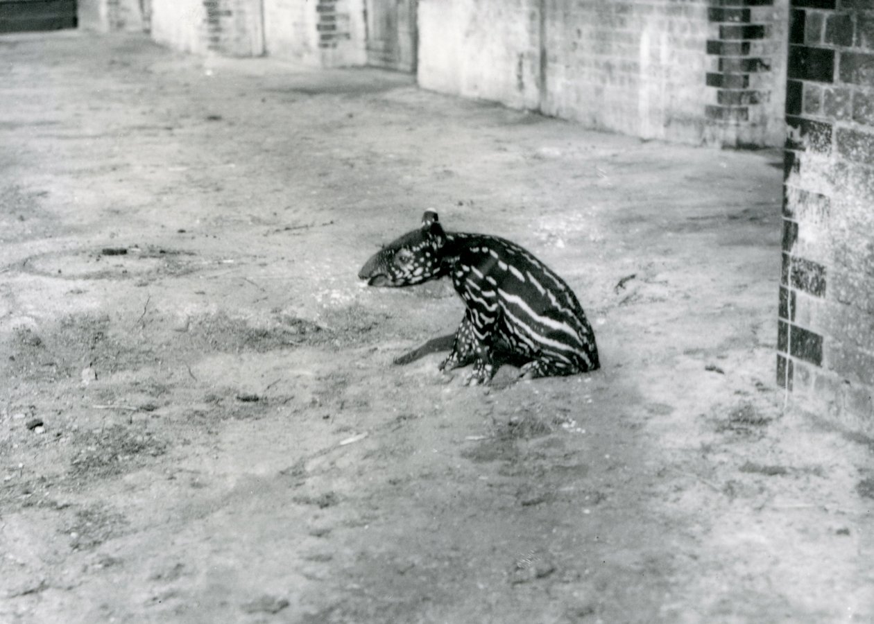 Un Tapiro Malese di quattro giorni allo Zoo di Londra, luglio 1921 da Frederick William Bond