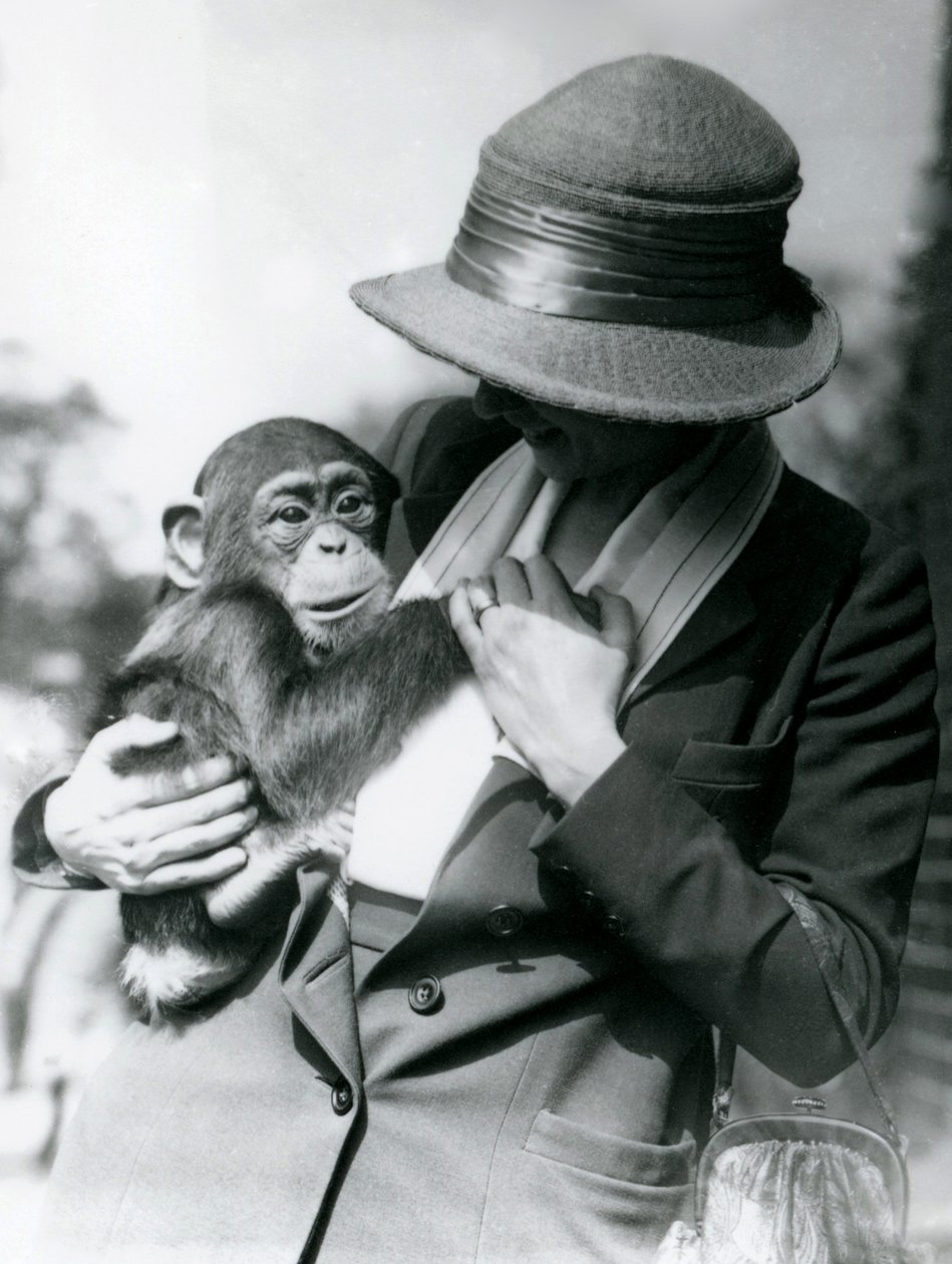 Una signora tiene un giovane scimpanzé allo zoo di Londra, giugno 1922 da Frederick William Bond