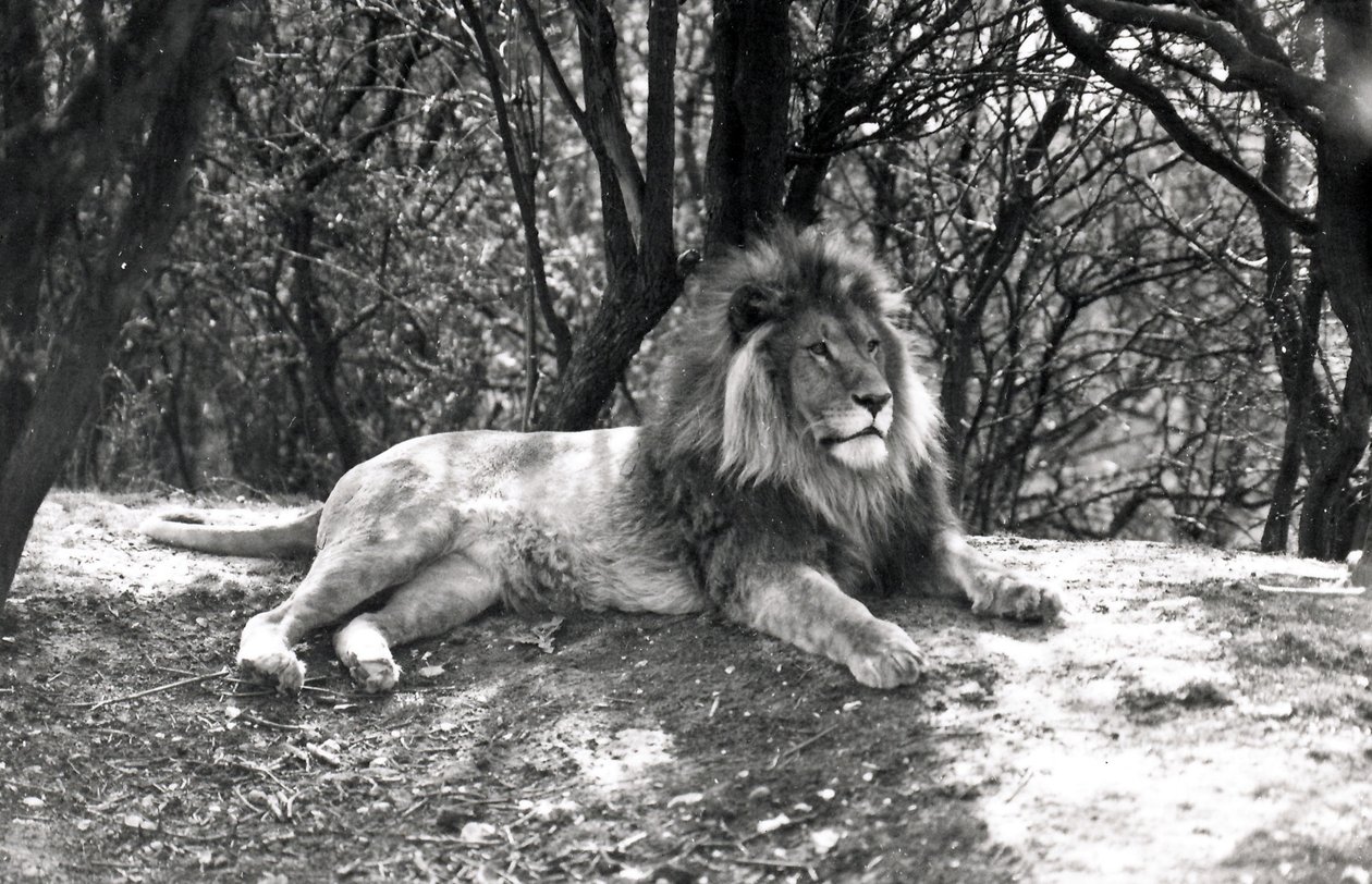 Un leone sdraiato fotografato allo zoo di Whipsnade, 1935 da Frederick William Bond
