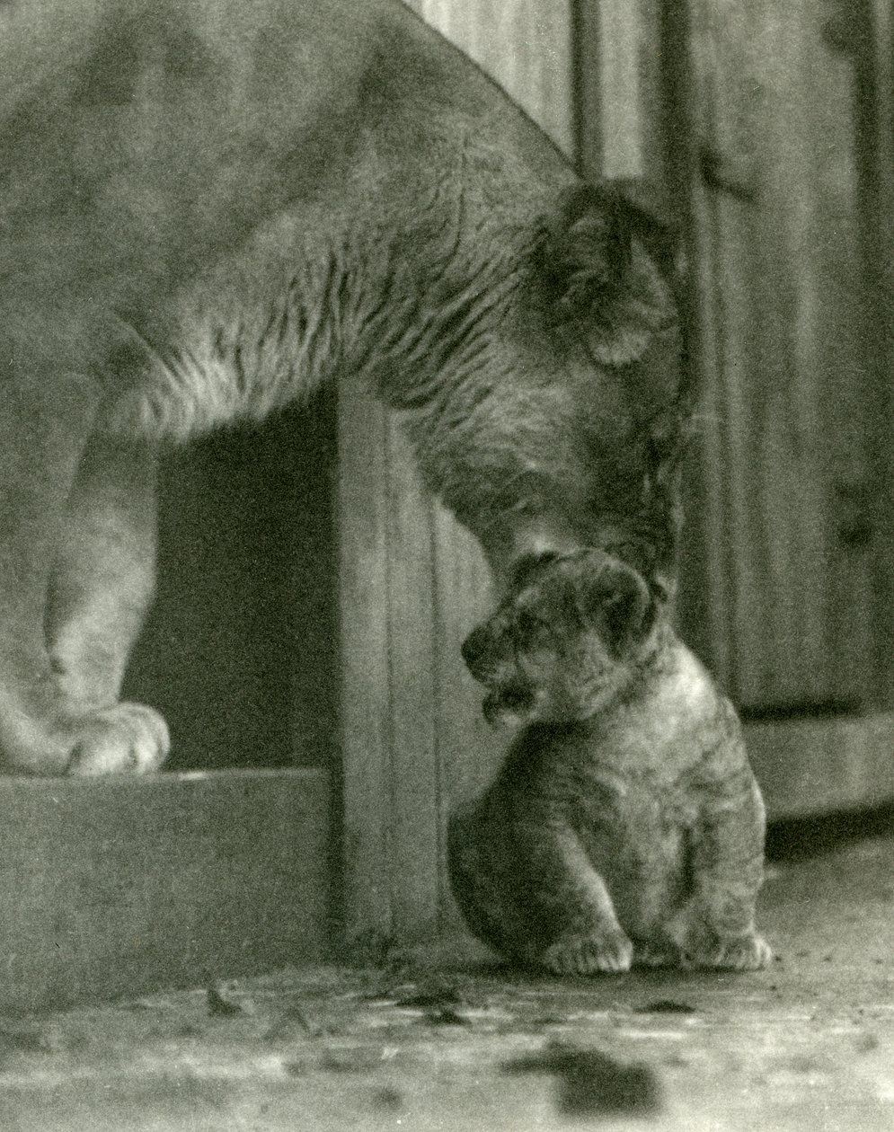 Una leonessa che sta per sollevare il suo cucciolo, nato nella menagerie, per la collottola, Zoo di Londra, ottobre 1923 da Frederick William Bond
