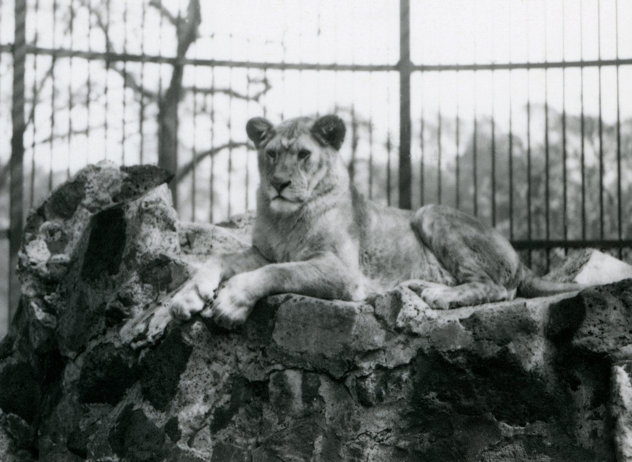 Una leonessa sdraiata su un muro nel suo recinto allo Zoo di Londra nel 1923 da Frederick William Bond