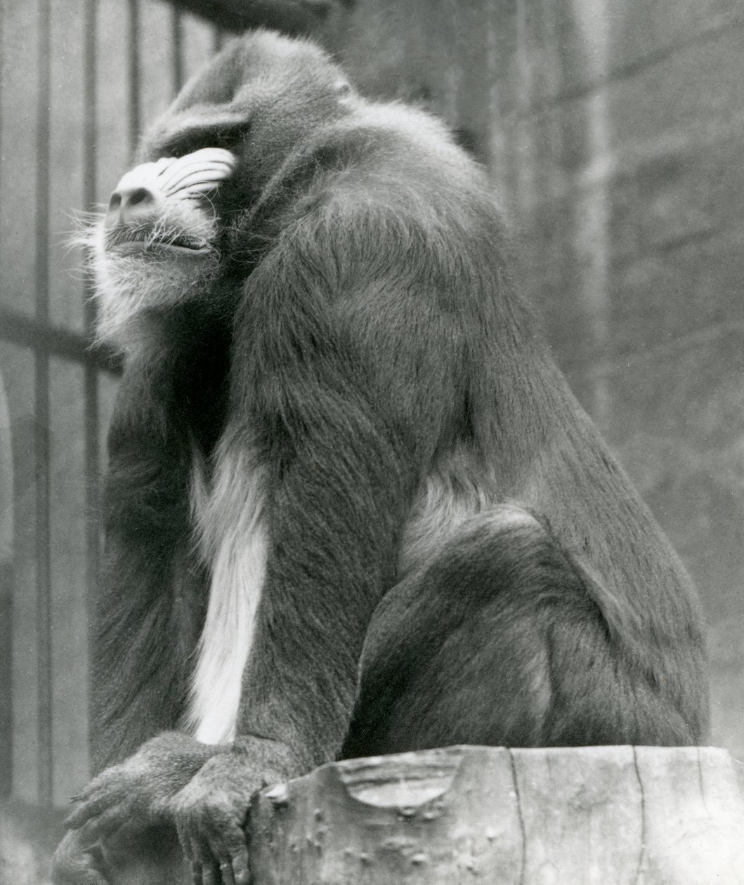 Un mandrillo maschio George su un tronco nel suo recinto, zoo di Londra, agosto 1923 da Frederick William Bond
