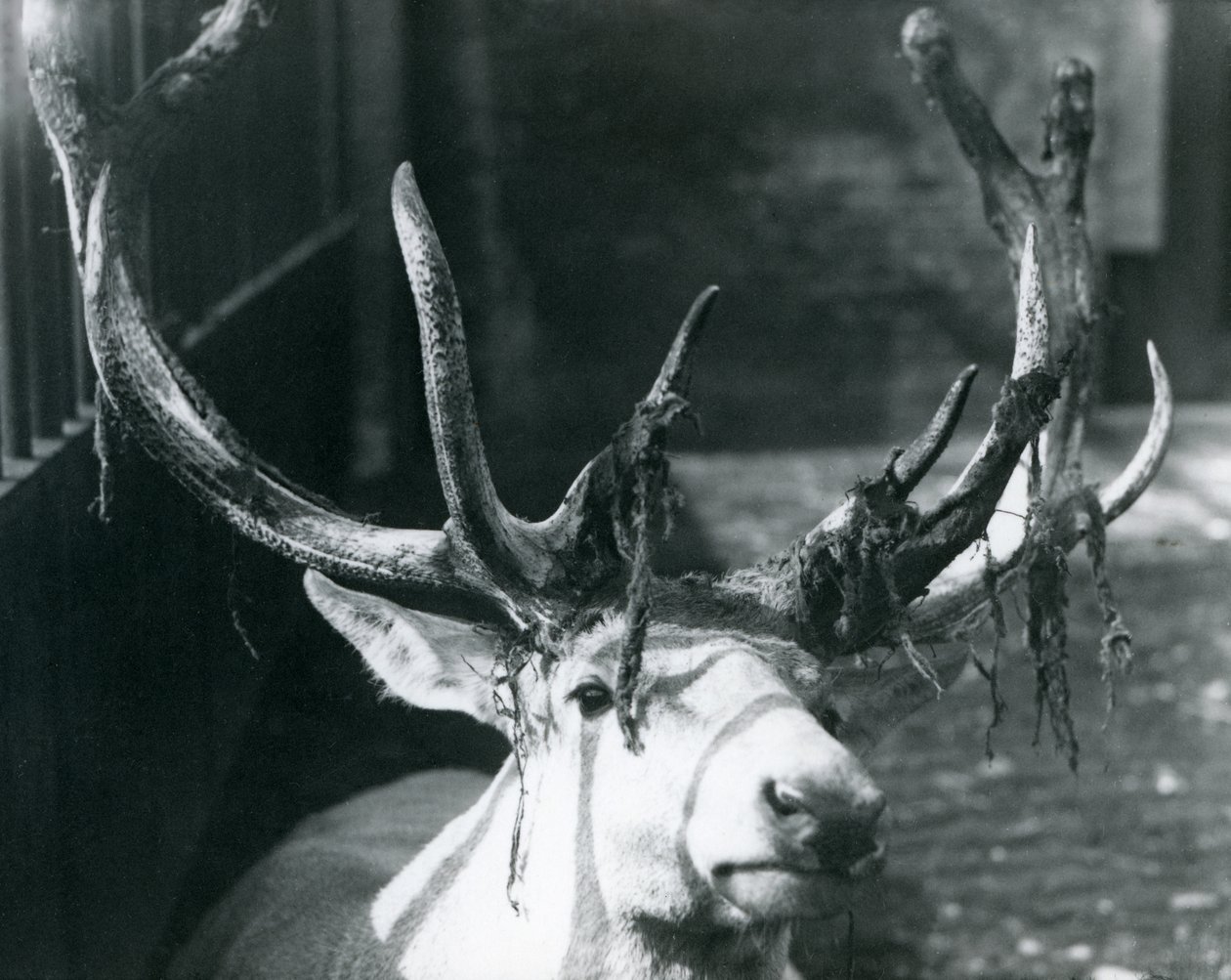 Un cervo maturo di Wallich, che perde il velluto allo Zoo di Londra, ottobre 1922 da Frederick William Bond