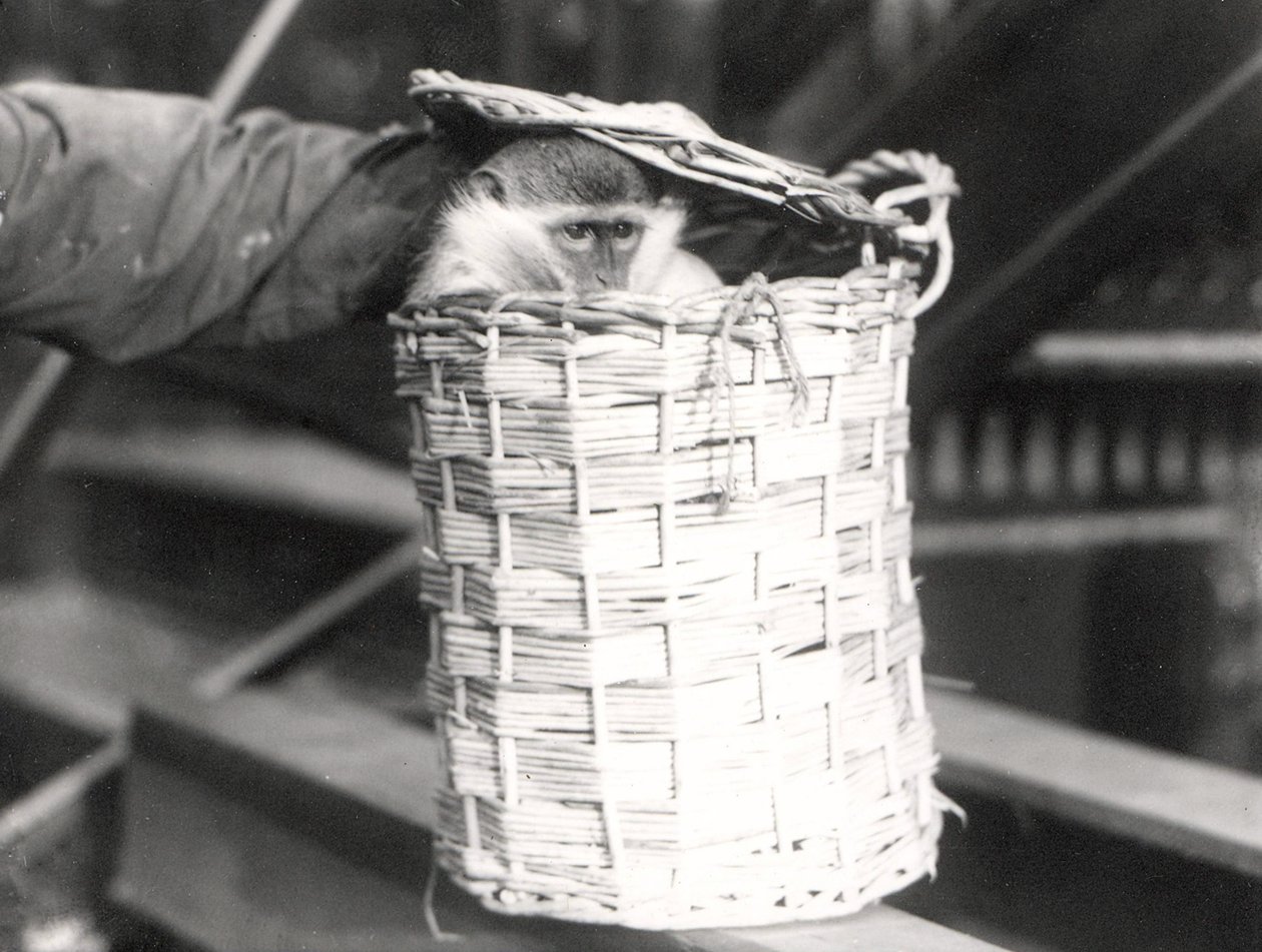 Una scimmia in un cesto allo Zoo di Londra, dicembre 1922 da Frederick William Bond