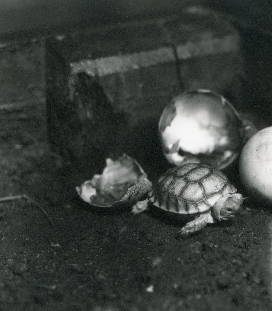 Una tartaruga solcata o africana appena nata allo zoo di Londra, luglio 1922 da Frederick William Bond