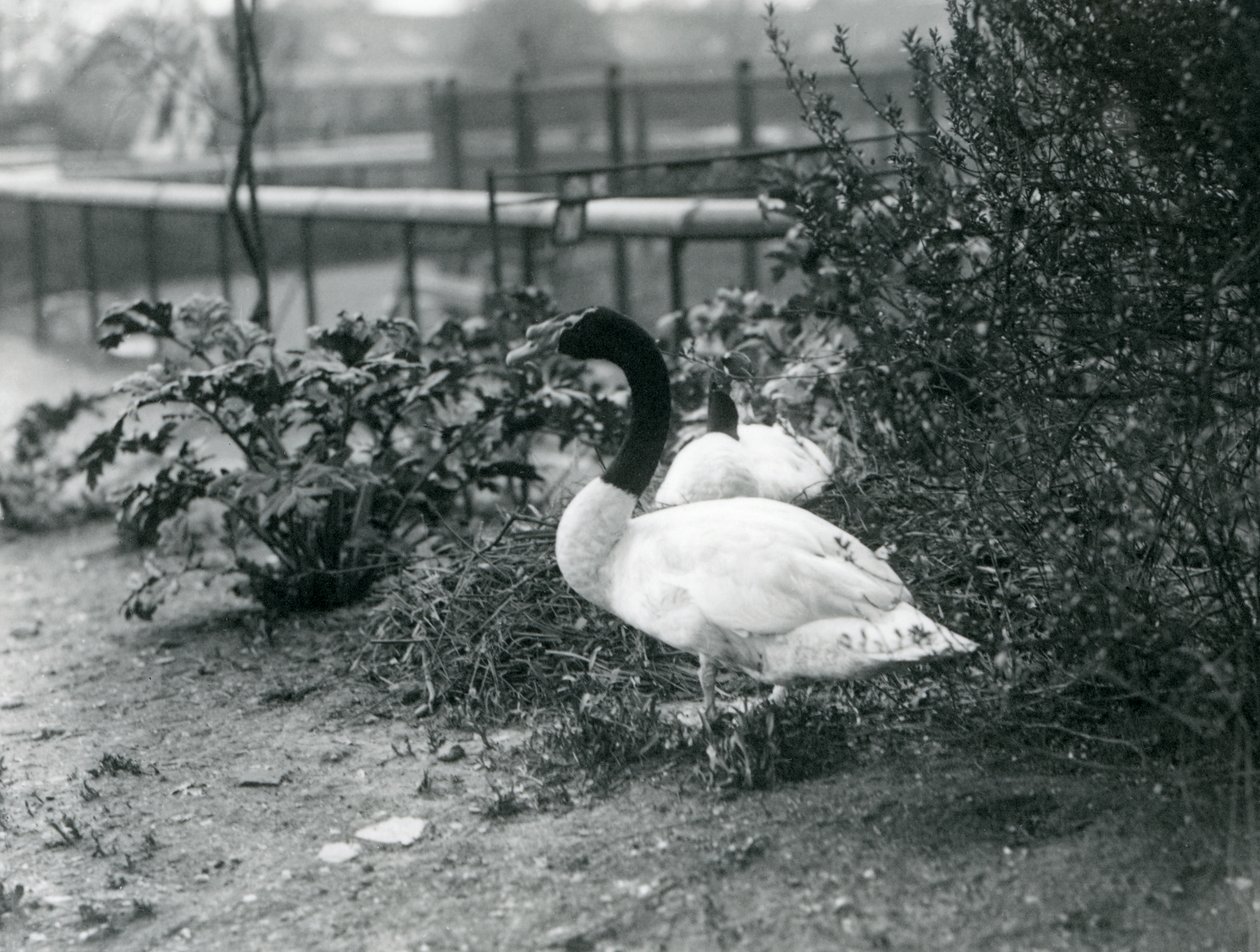 Una coppia di cigni dal collo nero che nidificano allo Zoo di Londra, aprile 1923 da Frederick William Bond
