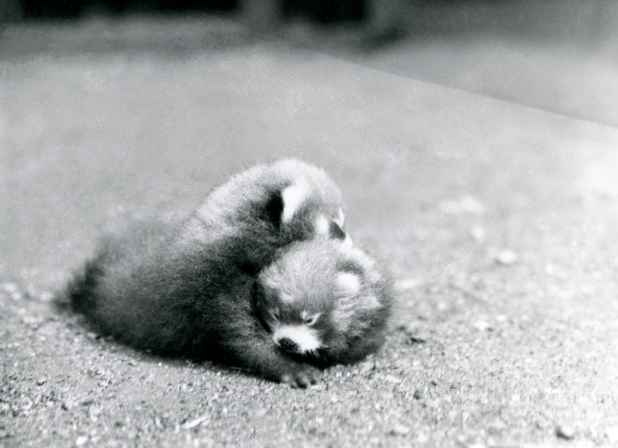 Una coppia di piccoli panda rossi allo Zoo di Londra, 1919 da Frederick William Bond