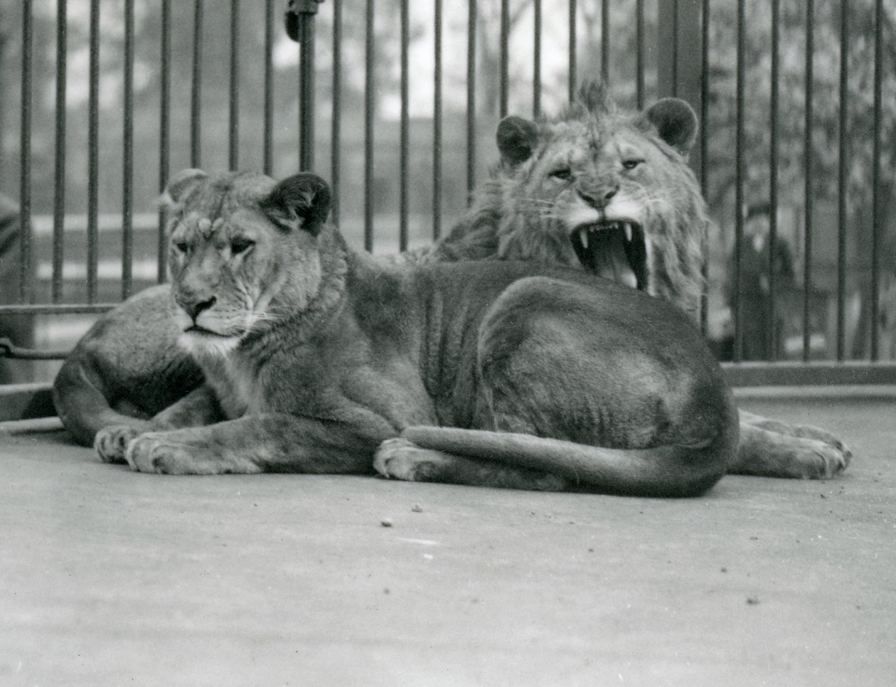 Una coppia di leoni, Abdullah e Fatima, Zoo di Londra, maggio 1923 da Frederick William Bond