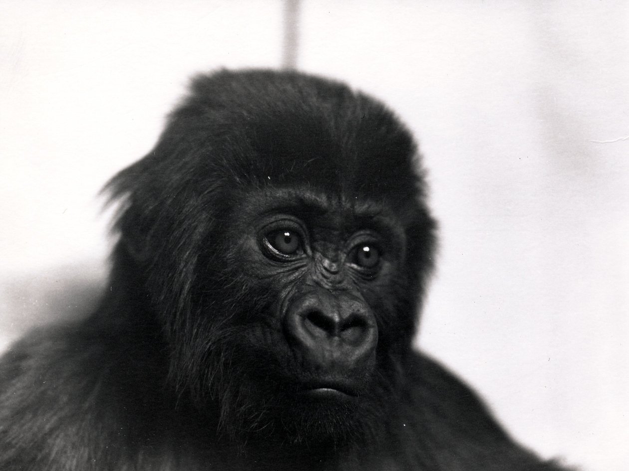 Ritratto del gorilla 