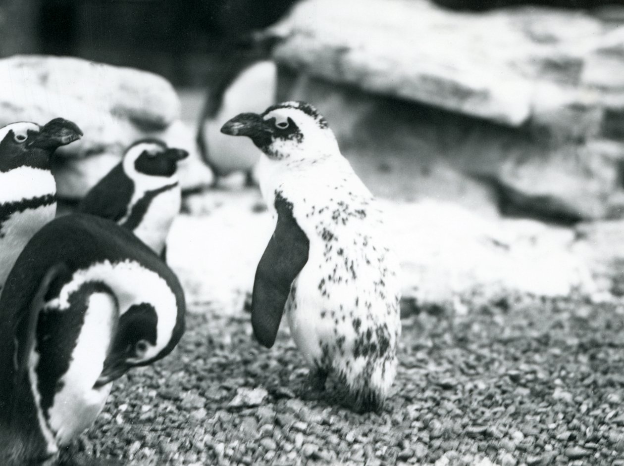 Un piccolo gruppo di pinguini dai piedi neri, incluso uno con segni aberranti, allo zoo di Londra, maggio 1914 da Frederick William Bond