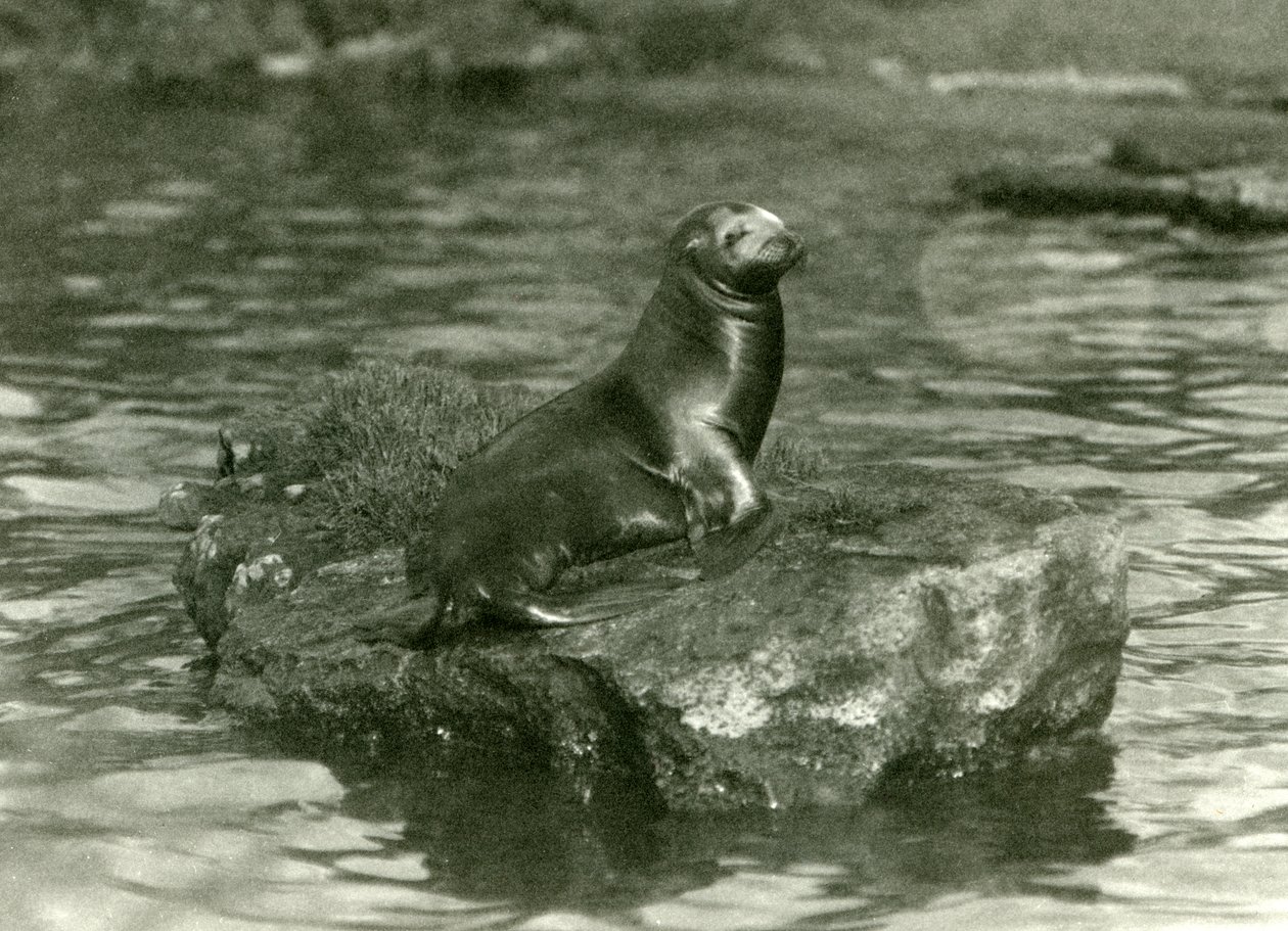 Un giovane Leone Marino Californiano seduto su una roccia nella sua piscina allo Zoo di Londra, ottobre 1923 da Frederick William Bond