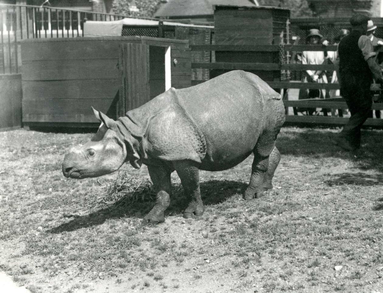 Un giovane rinoceronte indiano allo zoo di Londra, giugno 1922 da Frederick William Bond