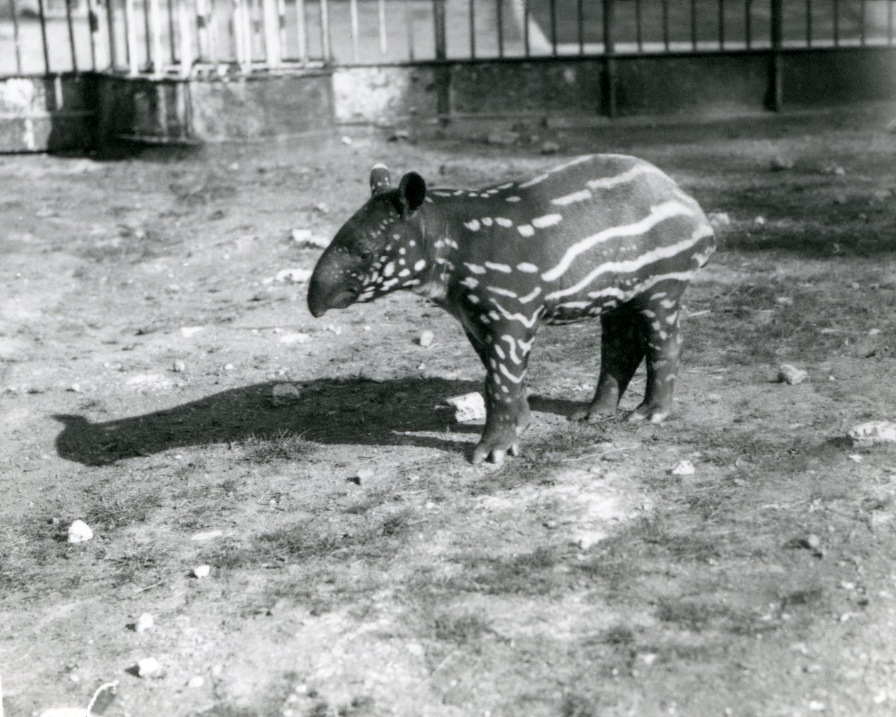 Un giovane tapiro malese allo zoo di Londra, 5 ottobre 1921 da Frederick William Bond
