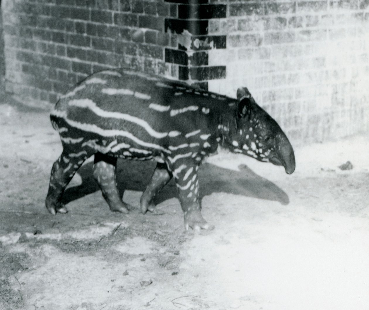 Un giovane tapiro malese allo Zoo di Londra, 5 ottobre 1921 da Frederick William Bond