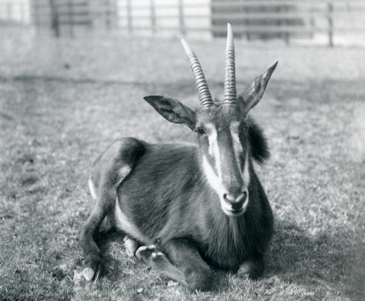 Un giovane antilope nera seduto allo zoo di Londra, c.1912 da Frederick William Bond
