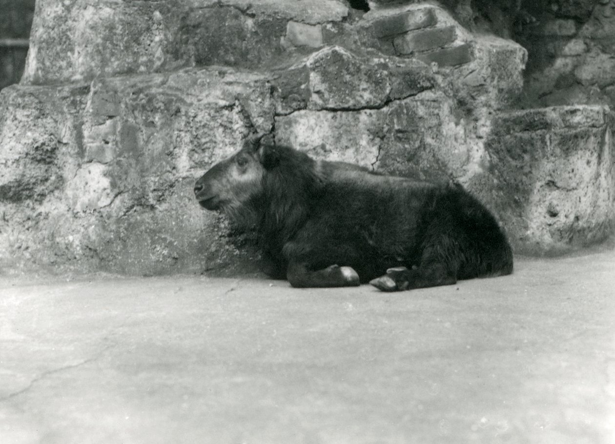 Un giovane Takin, noto anche come Camoscio del bestiame o Capra Gnu, zoo di Londra, aprile 1923 da Frederick William Bond
