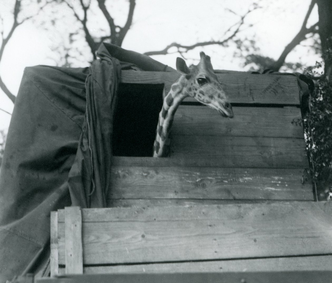 Una giovane giraffa che arriva allo Zoo di Londra, maggio 1923 da Frederick William Bond