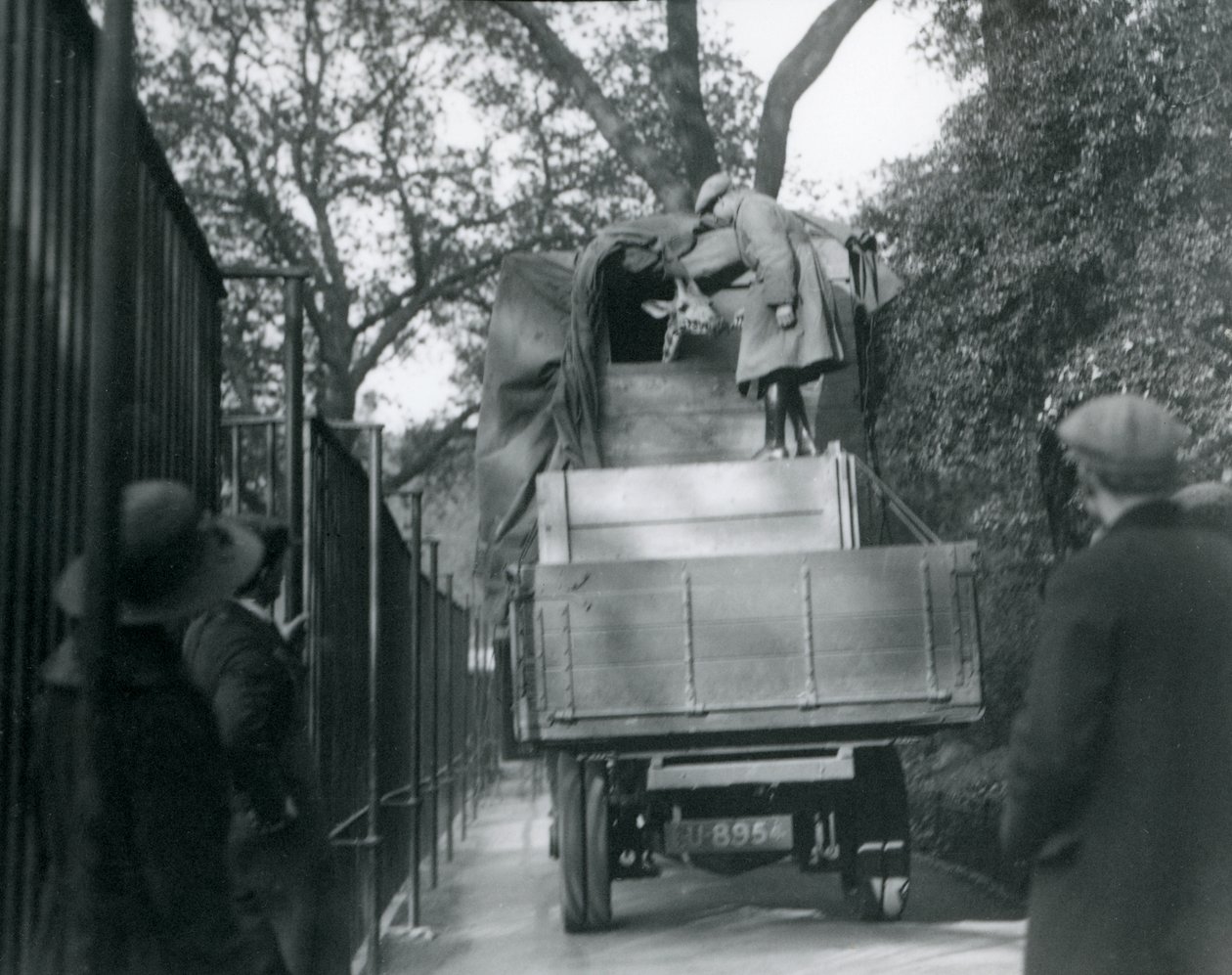 Una giovane giraffa che arriva allo Zoo di Londra, maggio 1923 da Frederick William Bond