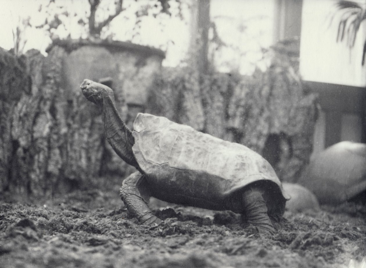 Tartaruga gigante di Abingdon-Pinta Island allo Zoo di Londra, marzo 1914 da Frederick William Bond
