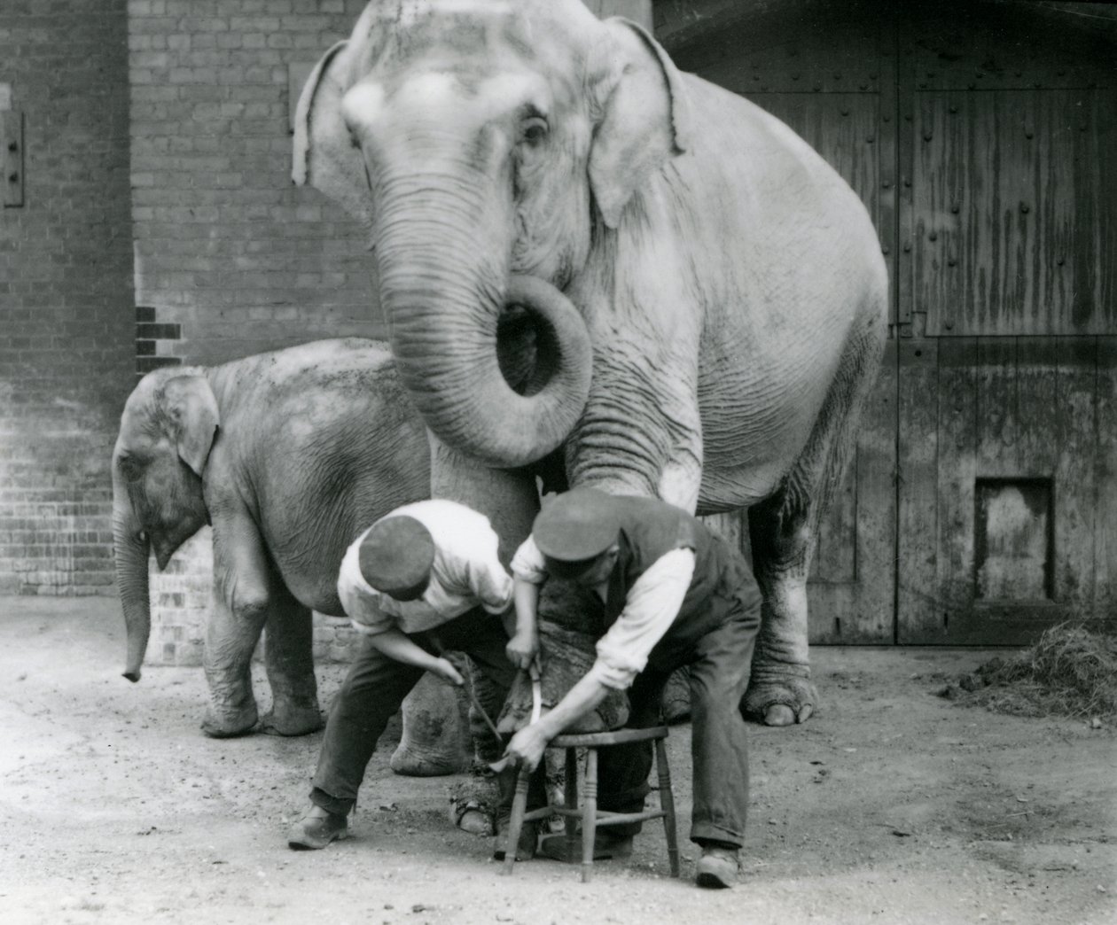 Elefante indiano femmina adulta, Assam Lukhi con il custode Charles Eyles, mentre le vengono tagliate le unghie allo Zoo di Londra, settembre 1923 da Frederick William Bond