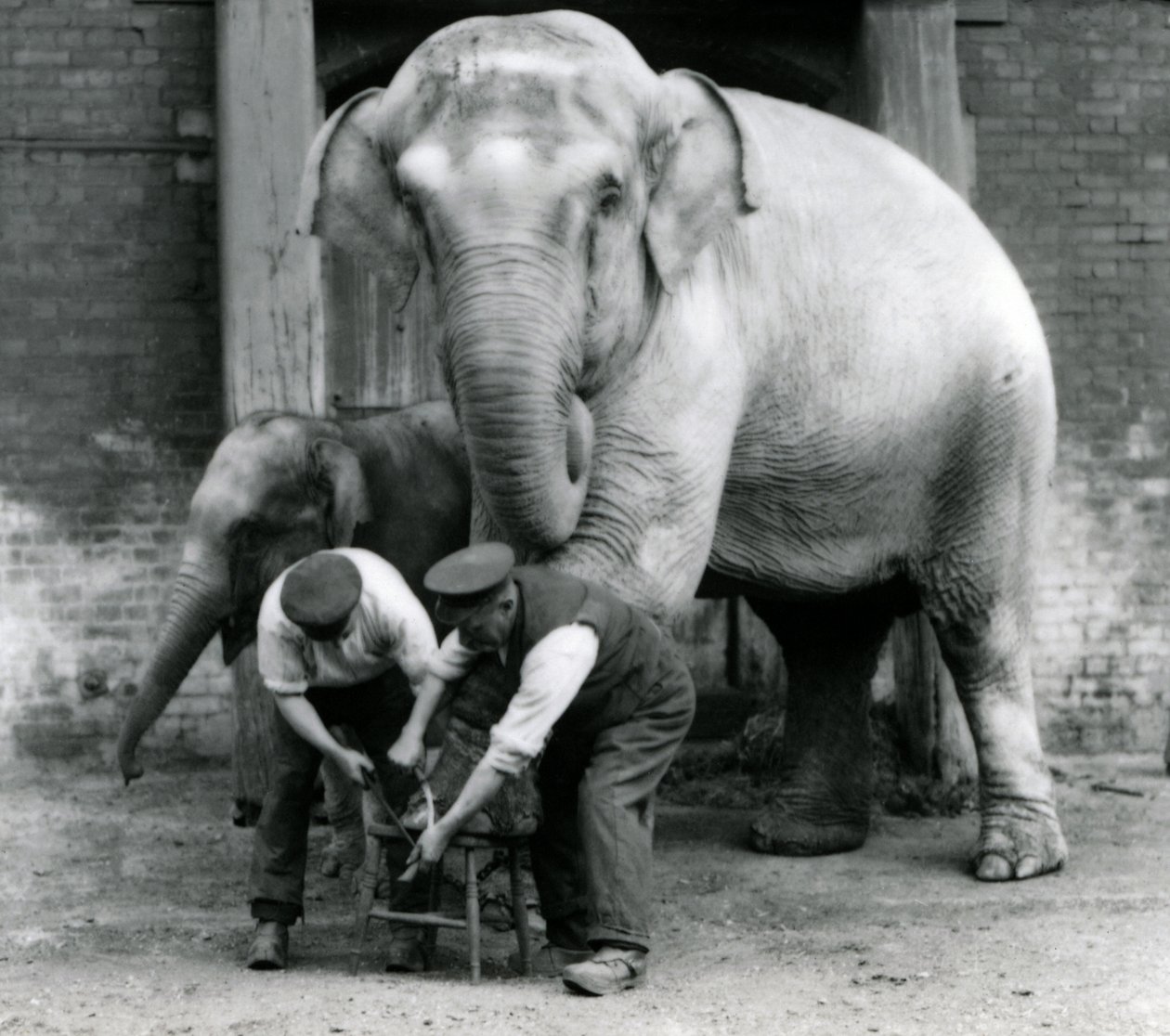 Elefante indiano femmina adulta, Assam Lukhi con il custode Charles Eyles, mentre le vengono tagliate le unghie allo Zoo di Londra, settembre 1923 da Frederick William Bond