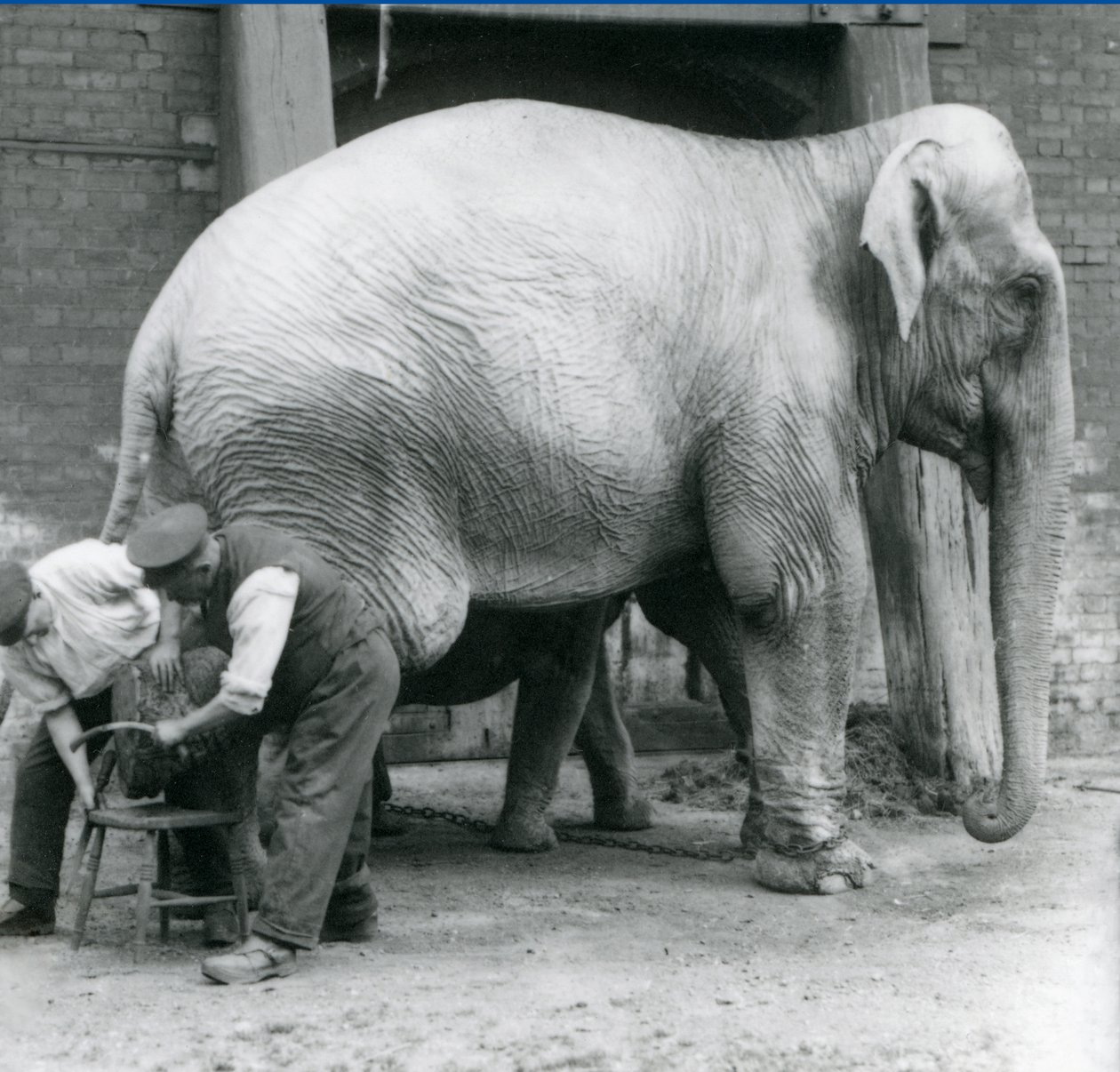 Elefante indiano femmina adulta, Assam Lukhi con il custode Charles Eyles, mentre le vengono tagliate le unghie allo Zoo di Londra, settembre 1923 da Frederick William Bond