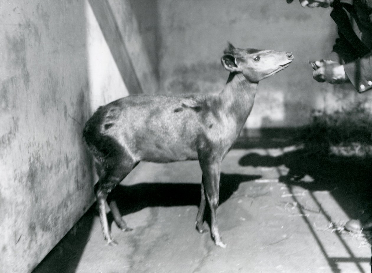 Un Duiker di Abbott allo zoo di Londra, aprile 1922 da Frederick William Bond