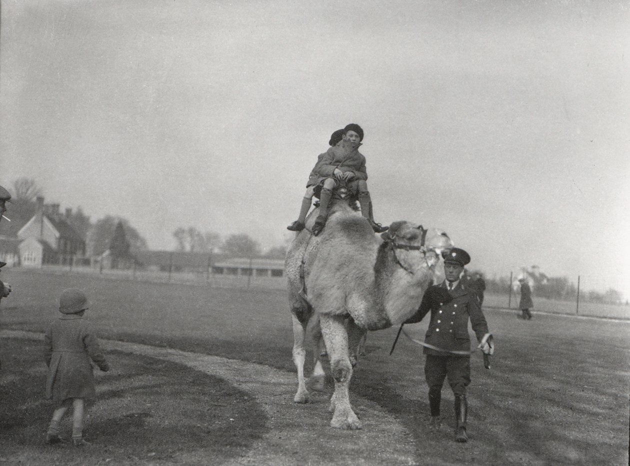 Un cammello arabo che porta due bambini a fare un giro allo ZSL Whipsnade, marzo 1932 da Frederick William Bond