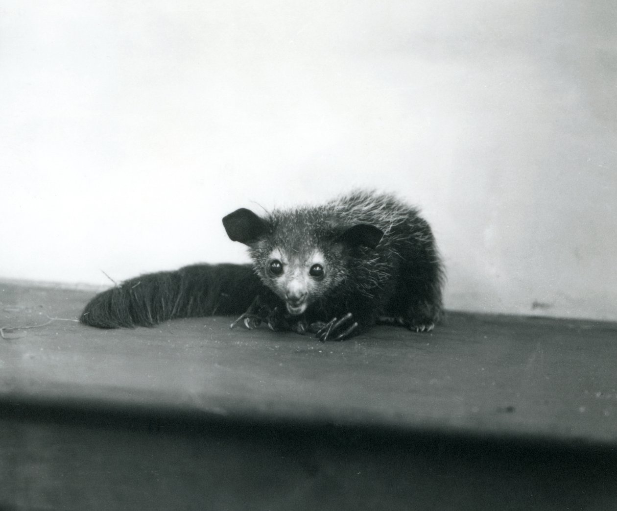 Un aye-aye allo zoo di Londra, ottobre 1913 da Frederick William Bond
