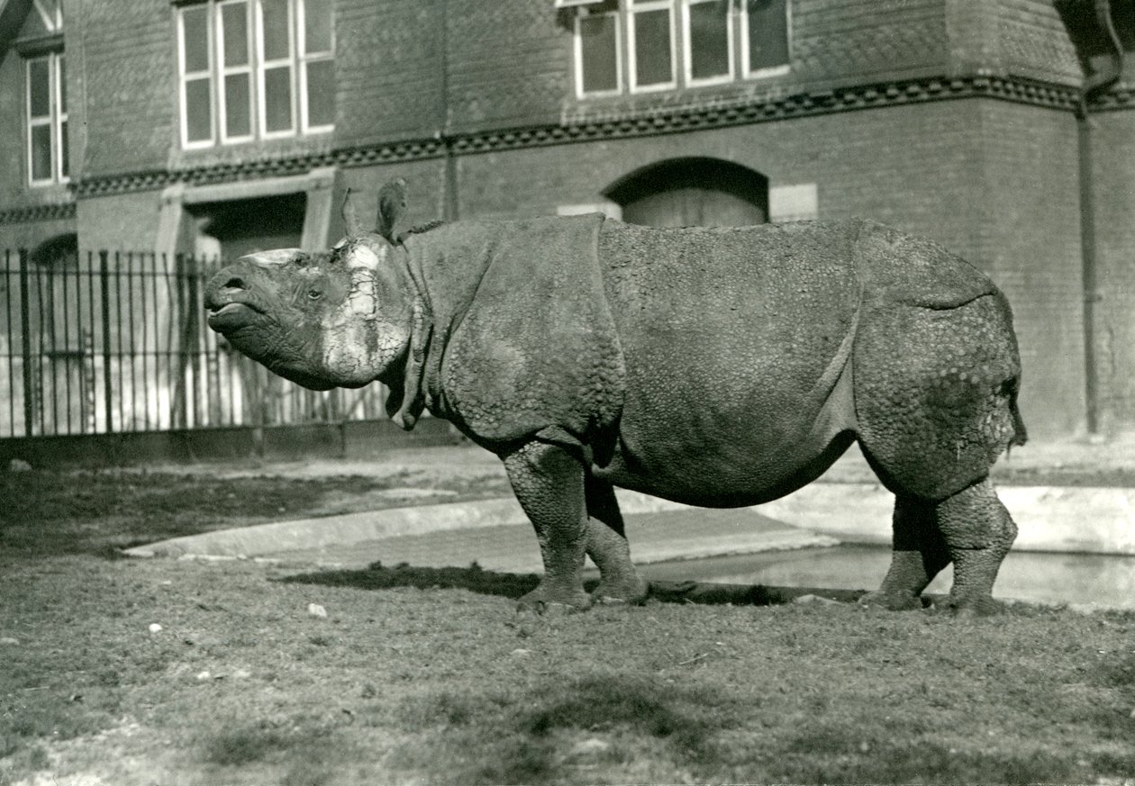 Un rinoceronte indiano allo zoo di Londra, ottobre 1922 da Frederick William Bond