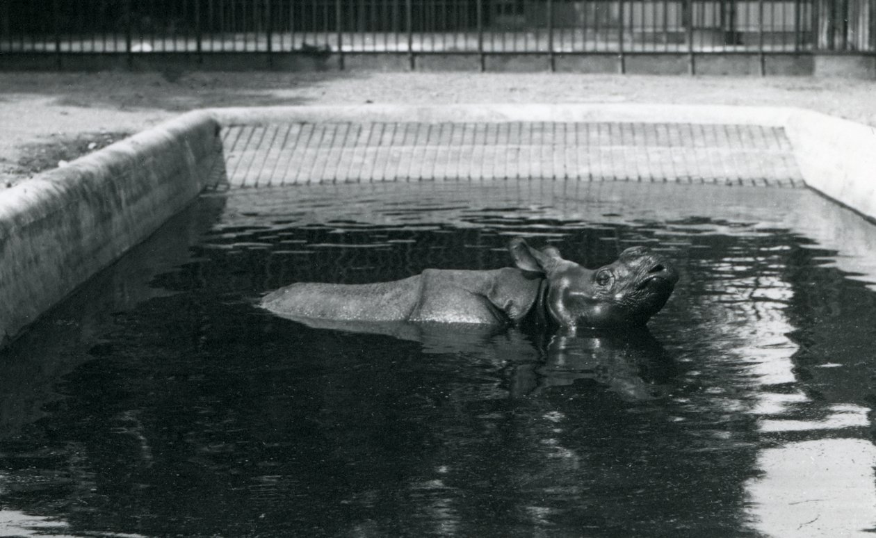 Un rinoceronte indiano nella sua piscina allo zoo di Londra, luglio 1914 da Frederick William Bond