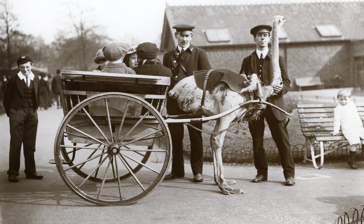 Un giro in carrozza con struzzi con bambini e custodi George Blore e William Dexter allo zoo di Londra, c.1913 da Frederick William Bond