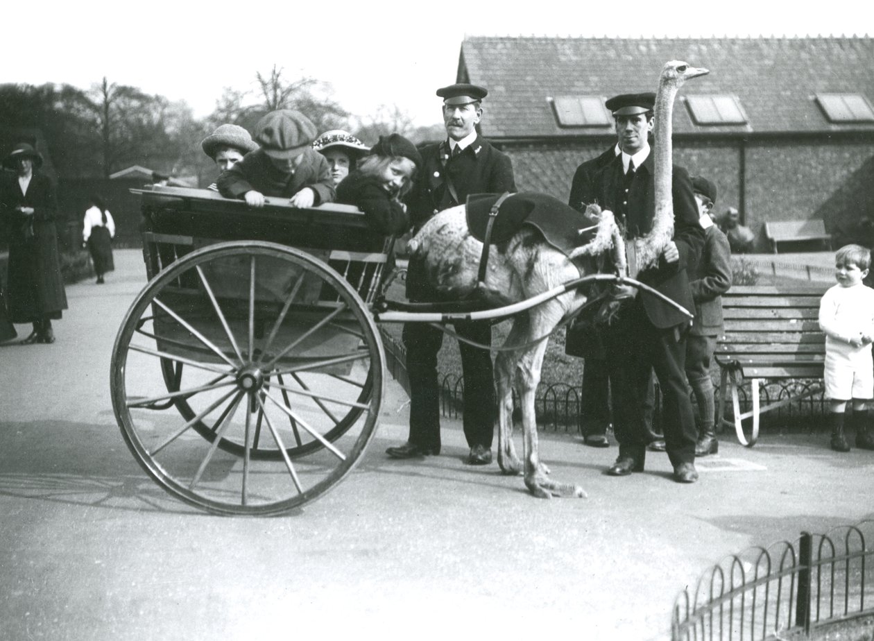 Un giro in carrozza con struzzi con bambini e custodi George Blore e William Dexter allo Zoo di Londra, c.1913 da Frederick William Bond