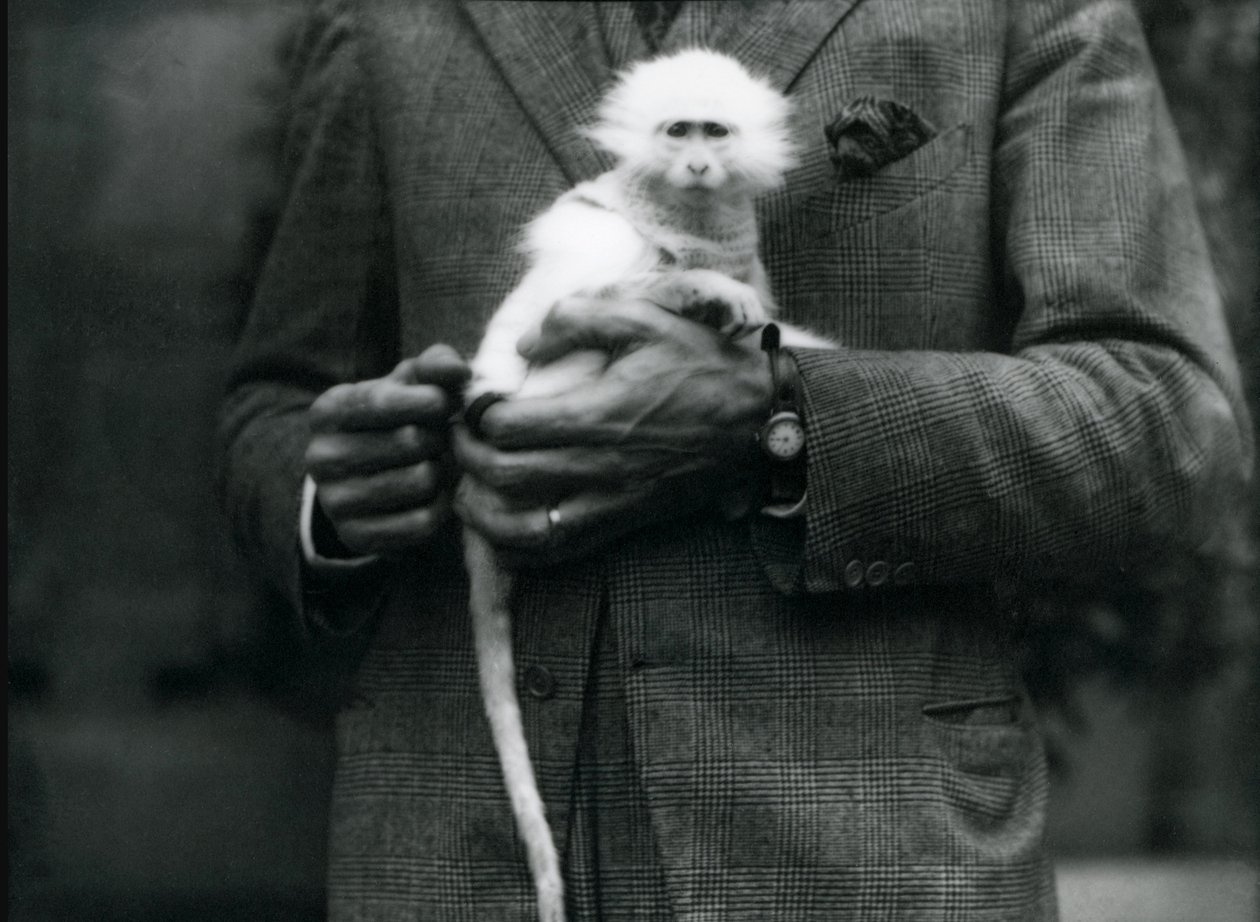 Un albino del Vecchio Mondo, genere Ceropithecus, tenuto allo Zoo di Londra, luglio 1922 da Frederick William Bond