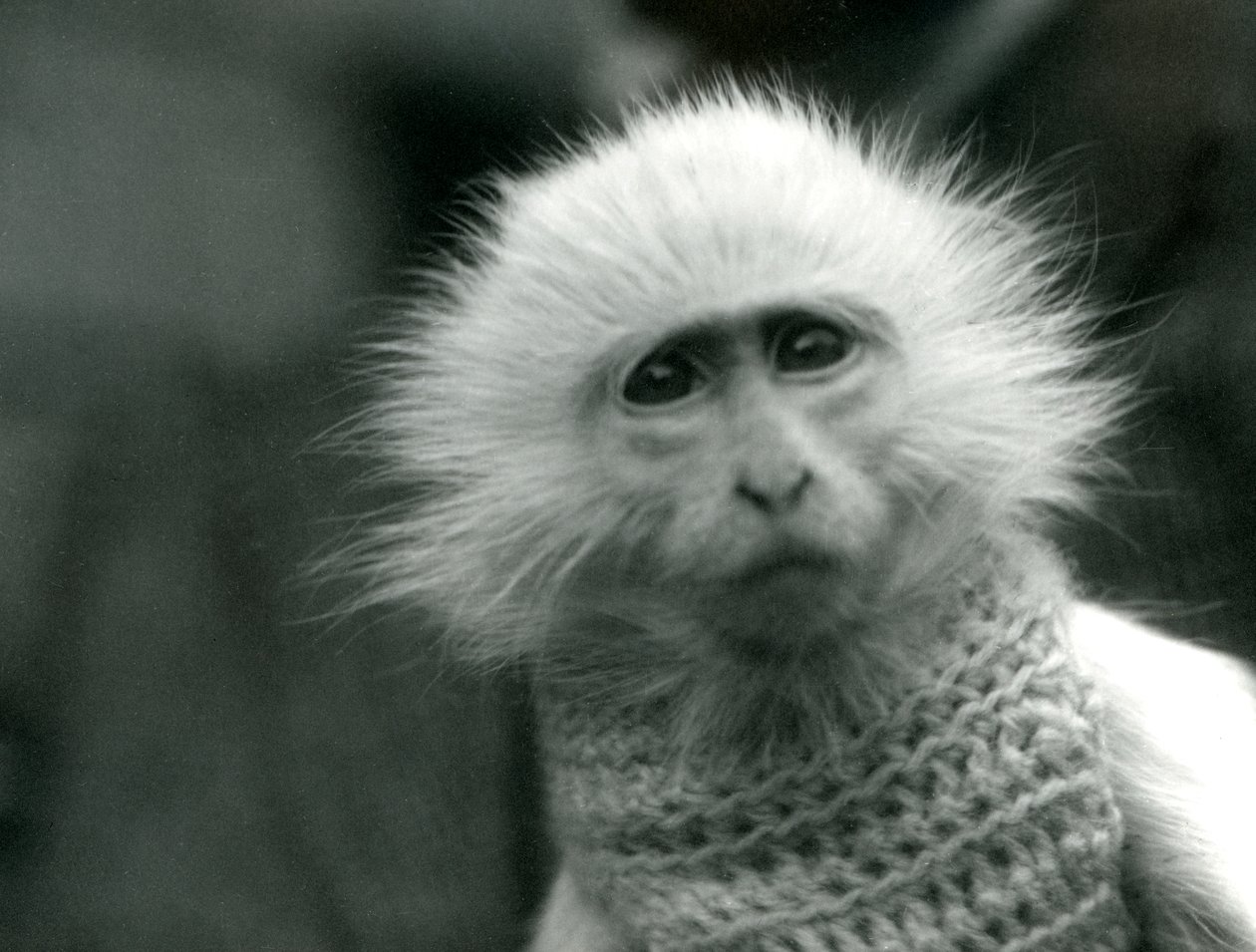 Una scimmia albina del Vecchio Mondo, genere Ceropithecus, che indossa un maglione allo Zoo di Londra, luglio 1922 da Frederick William Bond