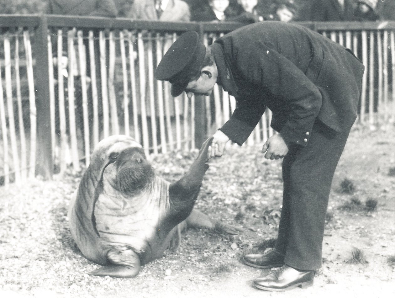 Andy il tricheco allo ZSL London Zoo, 1925 da Frederick William Bond