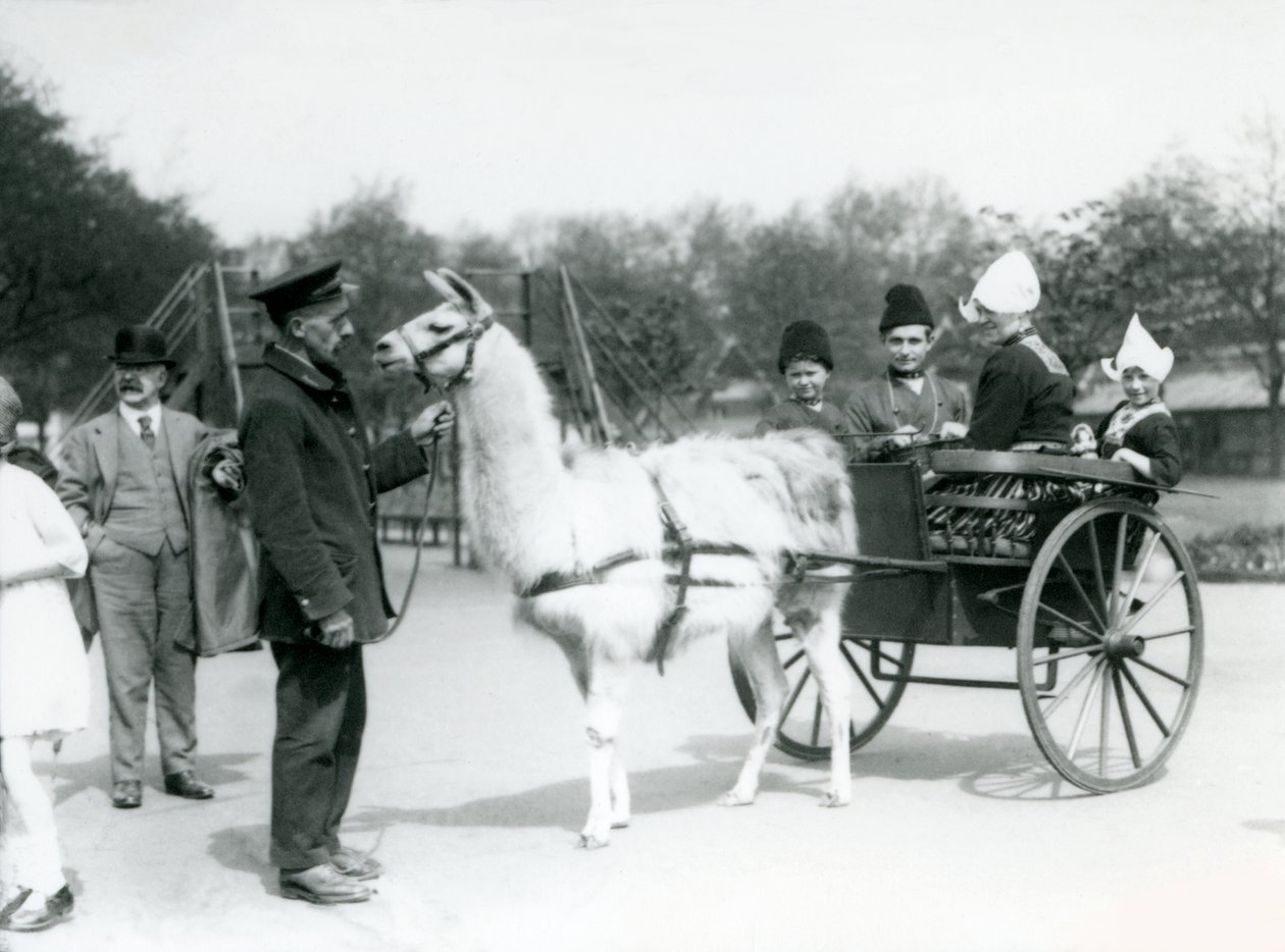 Visitatori armeni che cavalcano in un carro trainato da lama al London Zoo, maggio 1923 (foto in bianco e nero) da Frederick William Bond