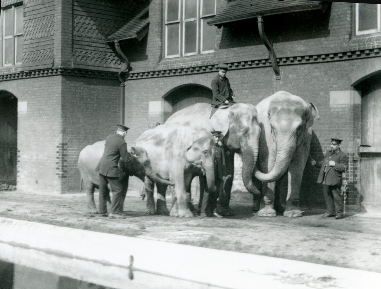 Elefanti asiatici, due adulti e due giovani, con i loro custodi al London Zoo, prima del 1930 (foto in bianco e nero) da Frederick William Bond