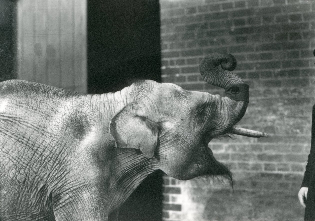 Elefante asiatico bambino con custode, Zoo di Londra novembre 1915. L