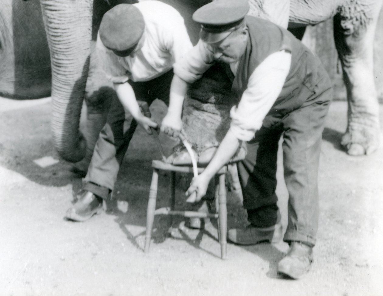 Elefante indiano bambino ed elefante indiano adulto femmina, Assam Lukhi con il custode Charles Eyles, mentre le vengono tagliati i piedi allo Zoo di Londra, settembre 1923 da Frederick William Bond