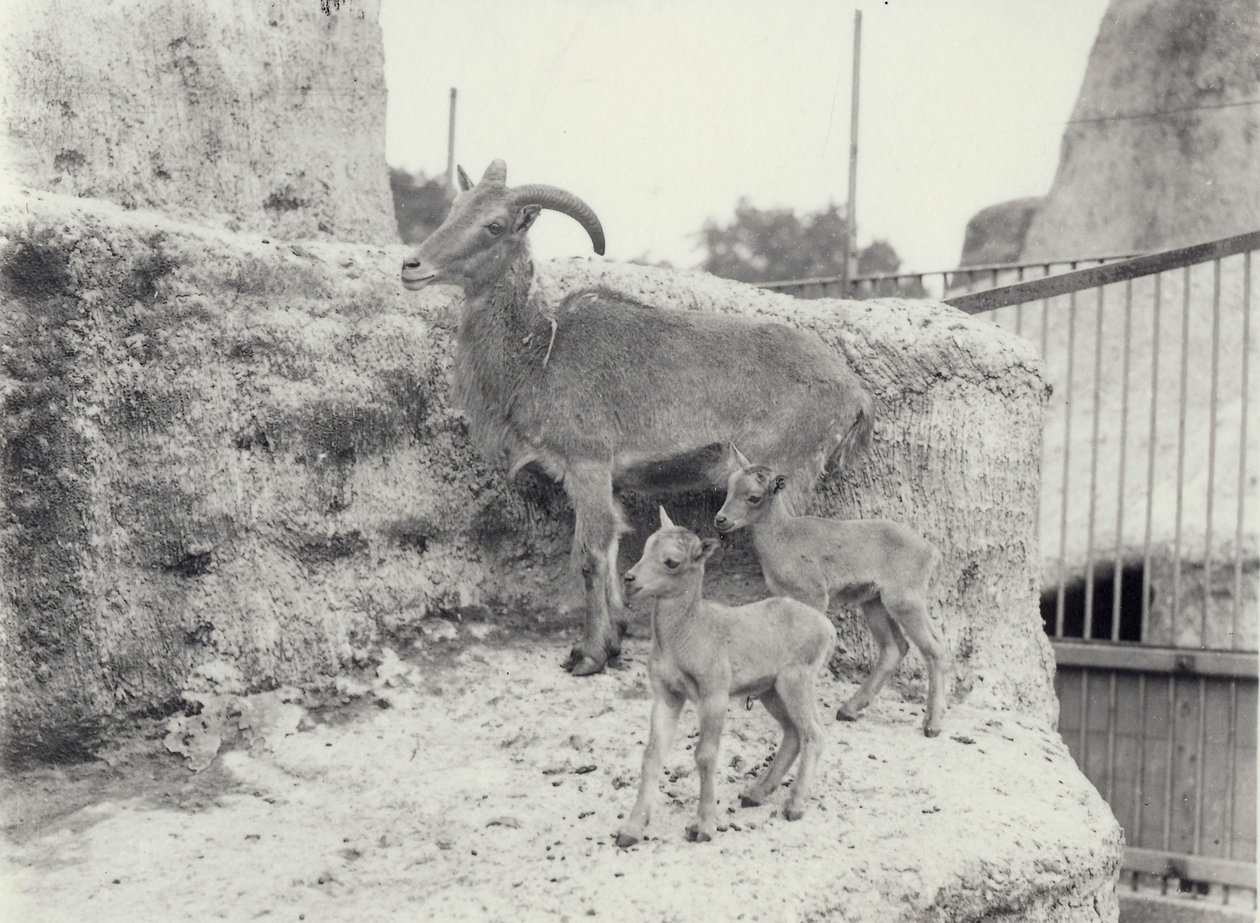 Pecore della Barberia con due giovani sulle terrazze di Mappin, Zoo di Londra, giugno 1916 da Frederick William Bond